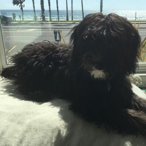 Meet your Posher, Monique